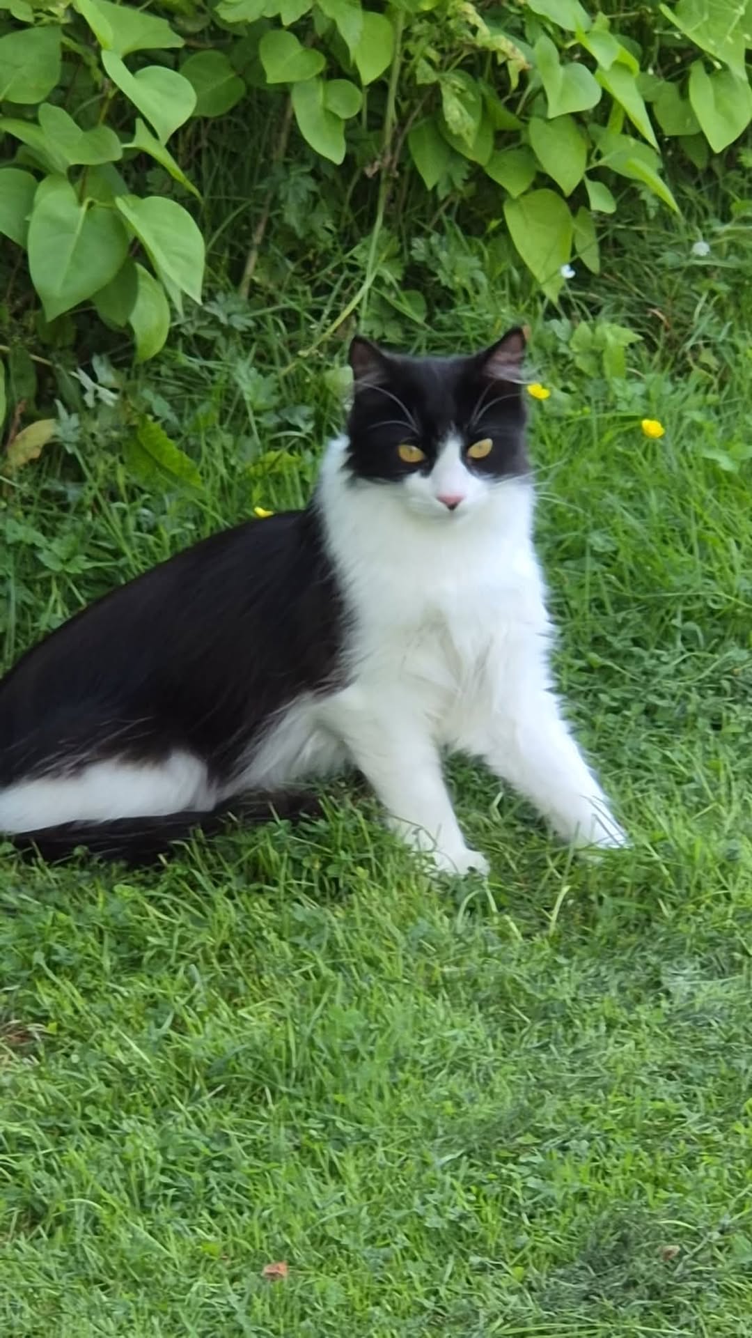 Lost Cat in Furnes