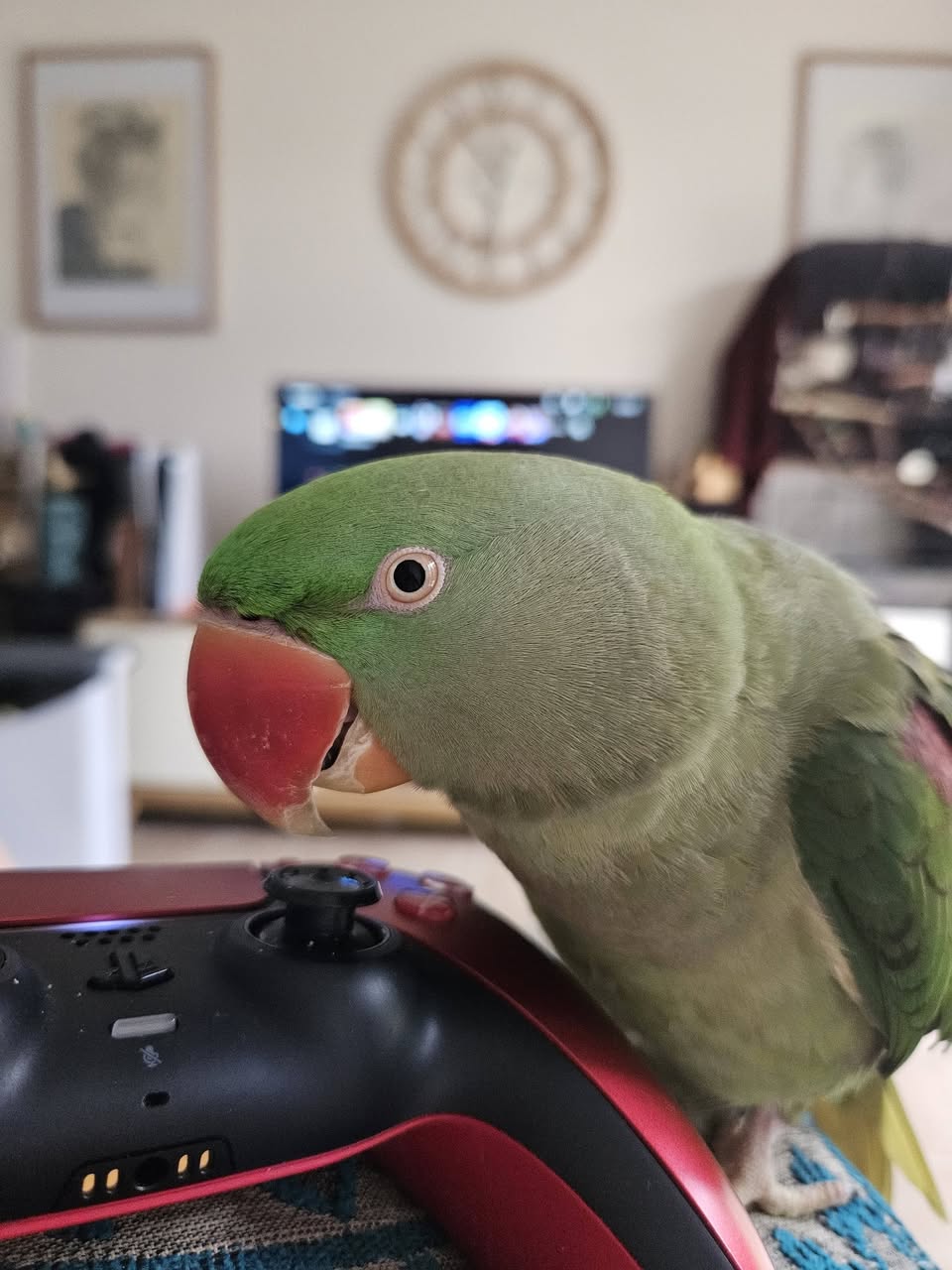 Lost Bird in Australia