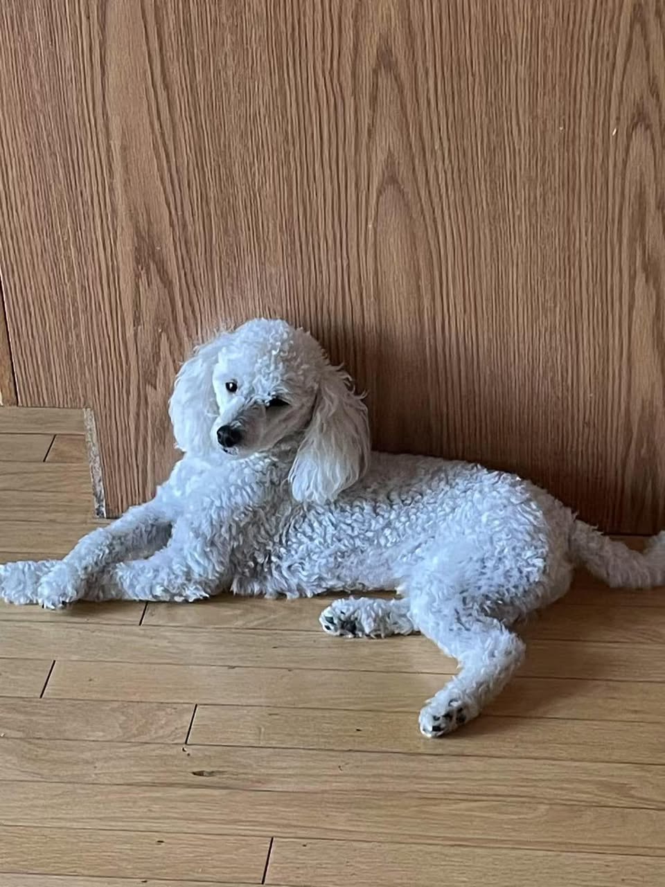 Found dog