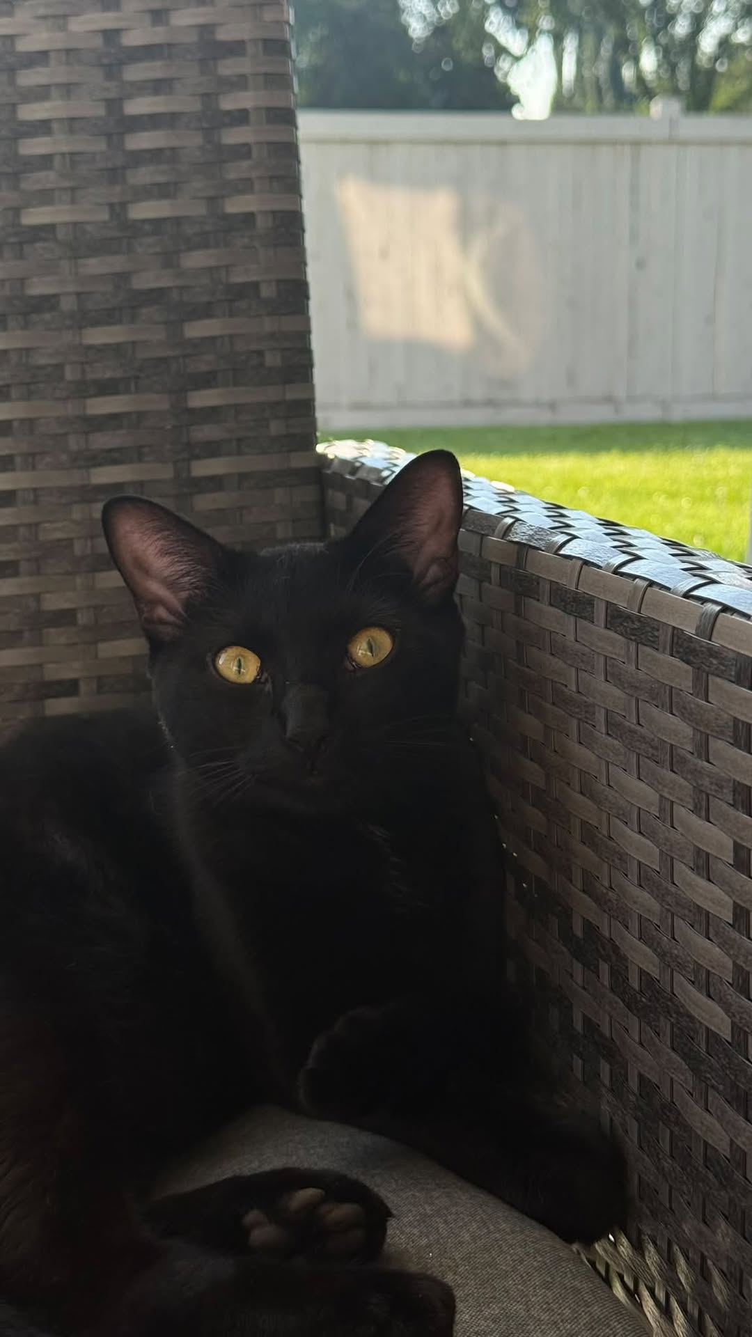 Lost Cat in Callingwood