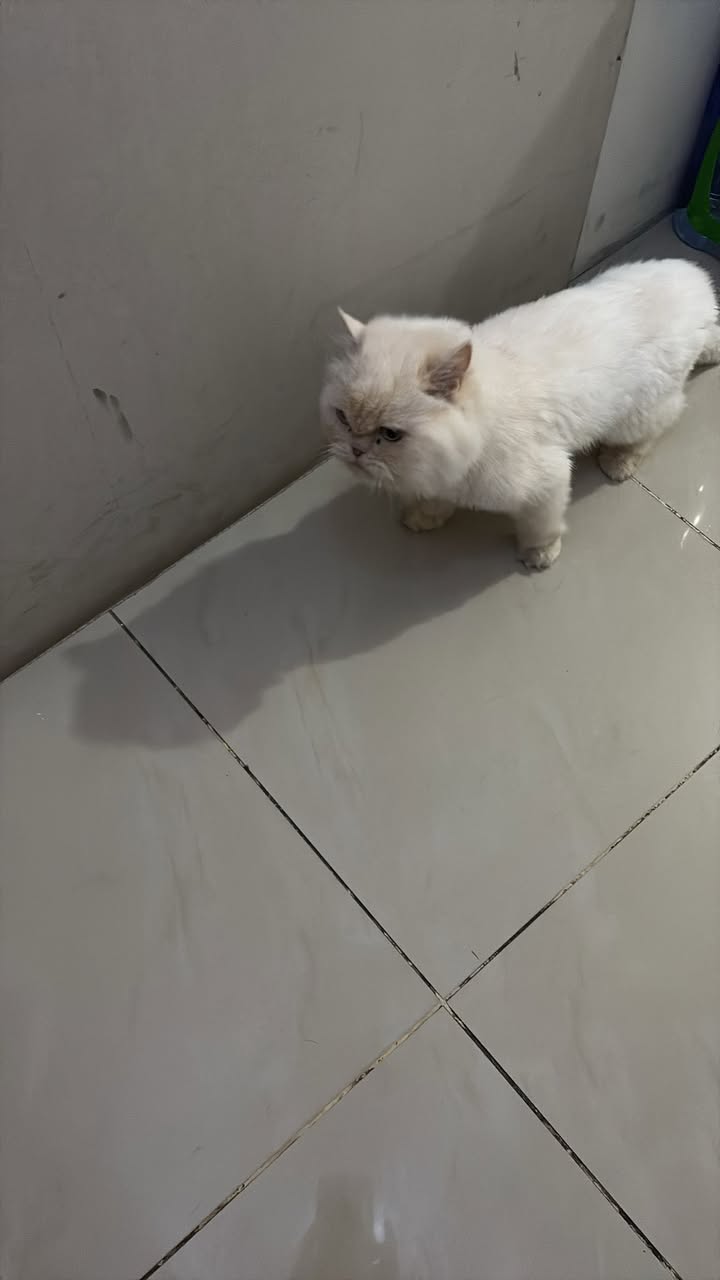 Found Cat in Kuwait