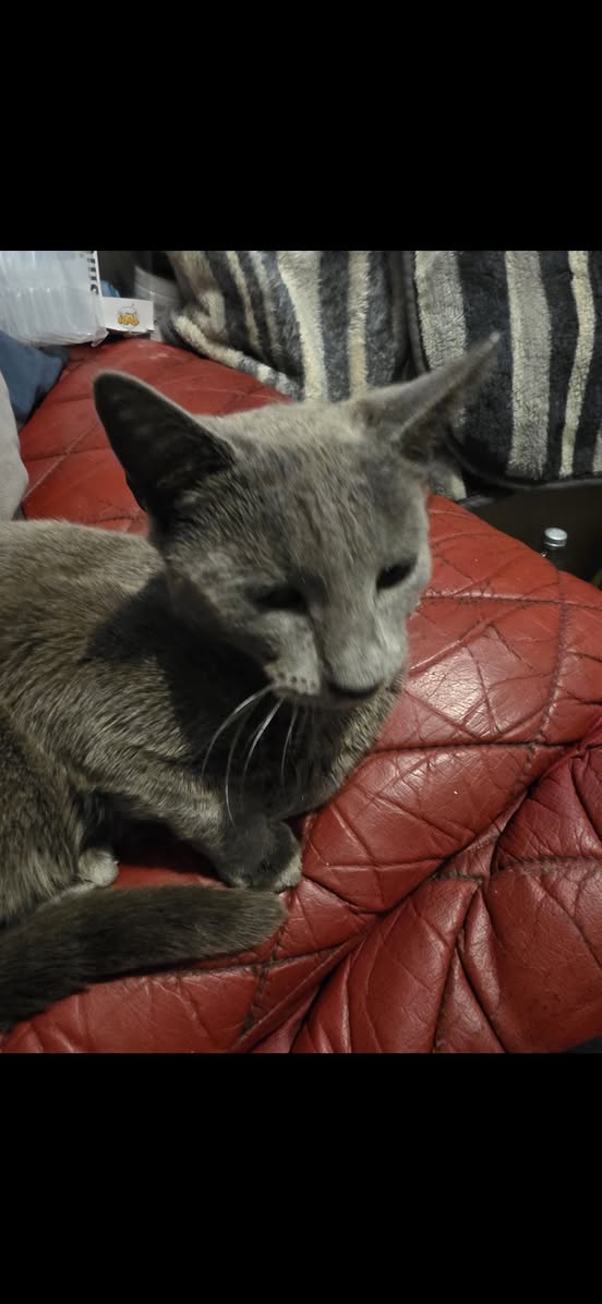 Lost cat