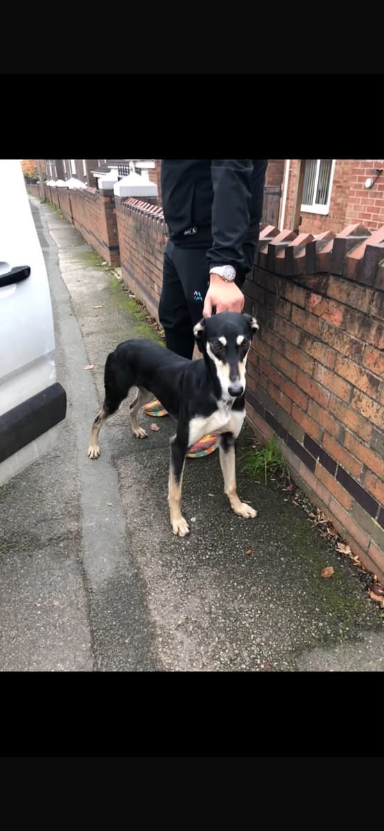 Lost Dog in Warrington