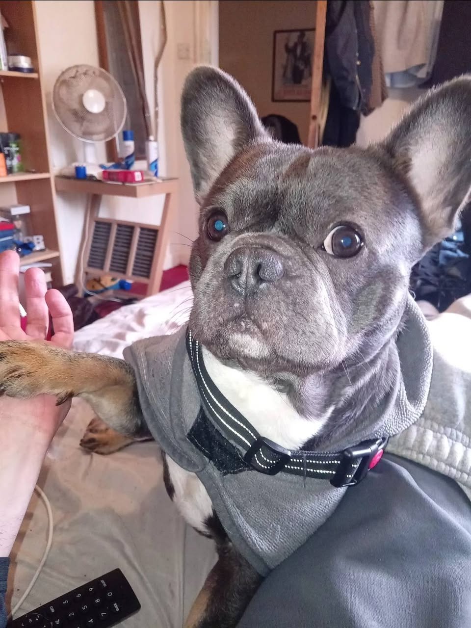 Lost dog