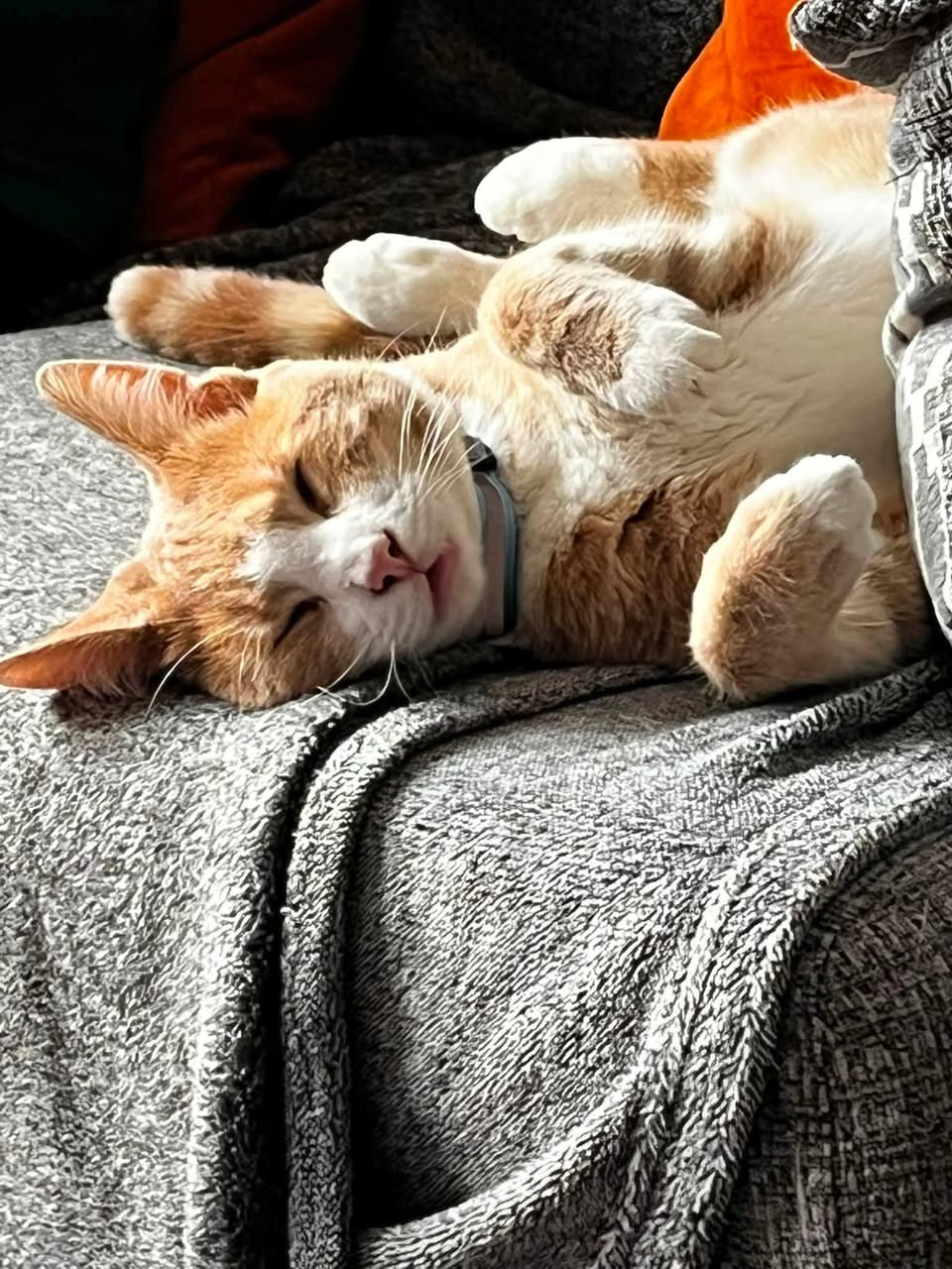 Lost cat
