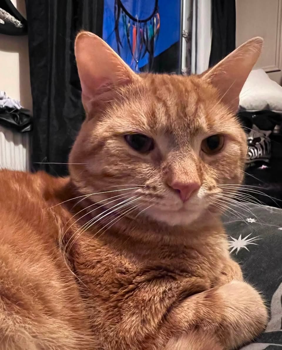 Lost Cat in Manchester