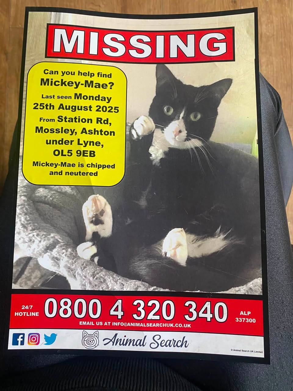 Lost Cat in Ashton-Under-Lyne