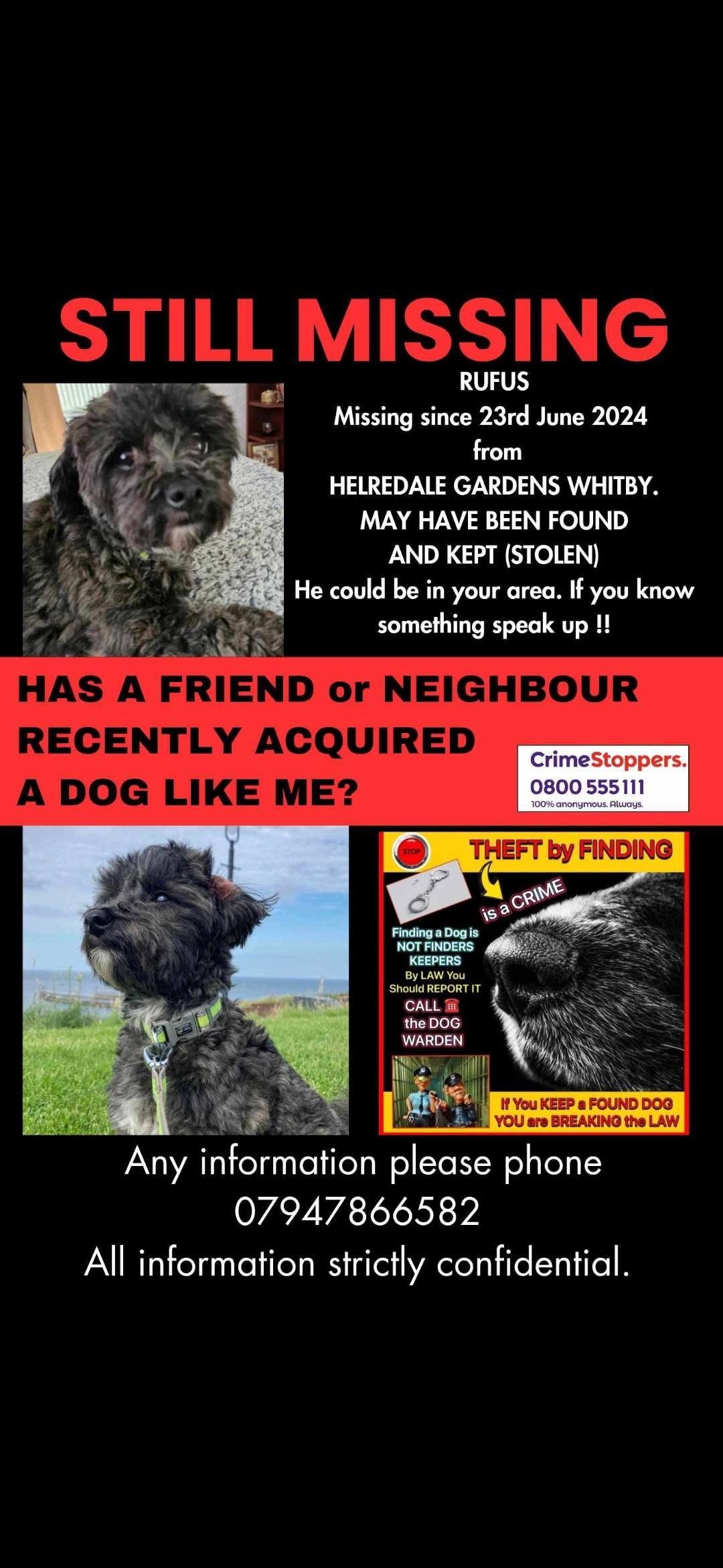 Lost Dog in Whitby