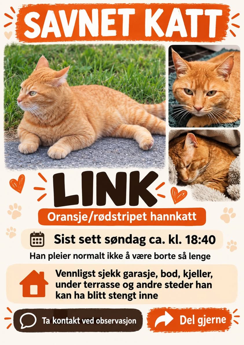Lost Cat in RøYken