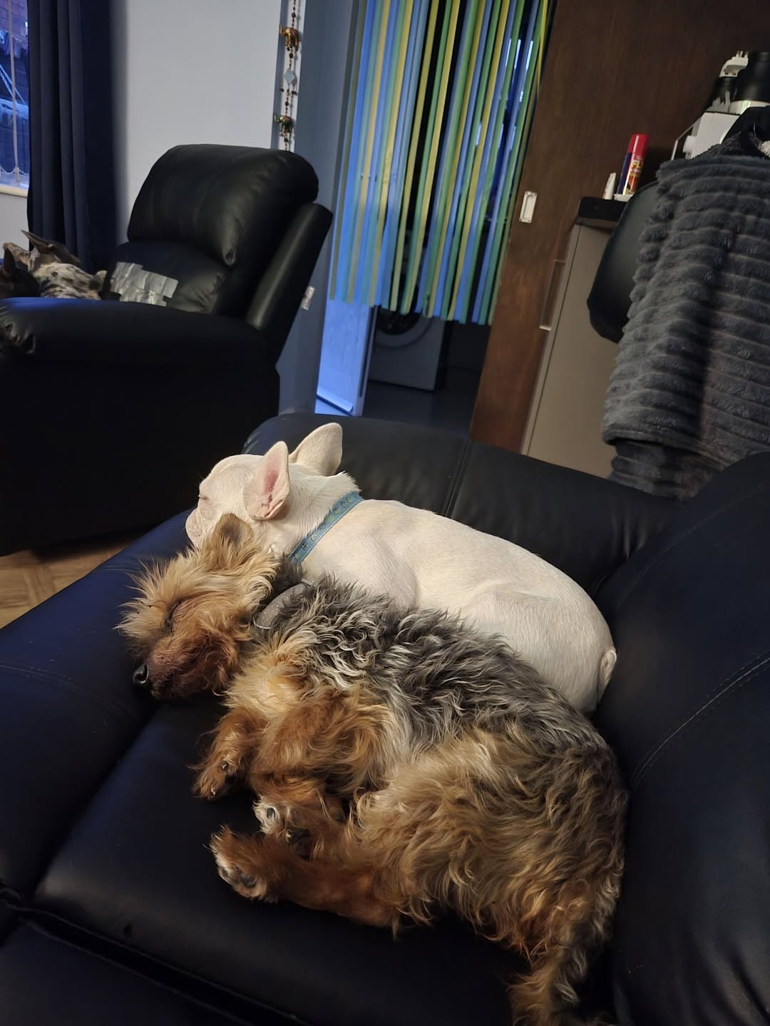 Lost Dog in Manchester