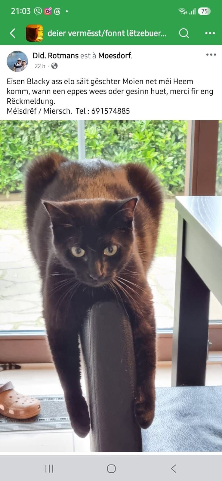 Lost Cat in Mersch