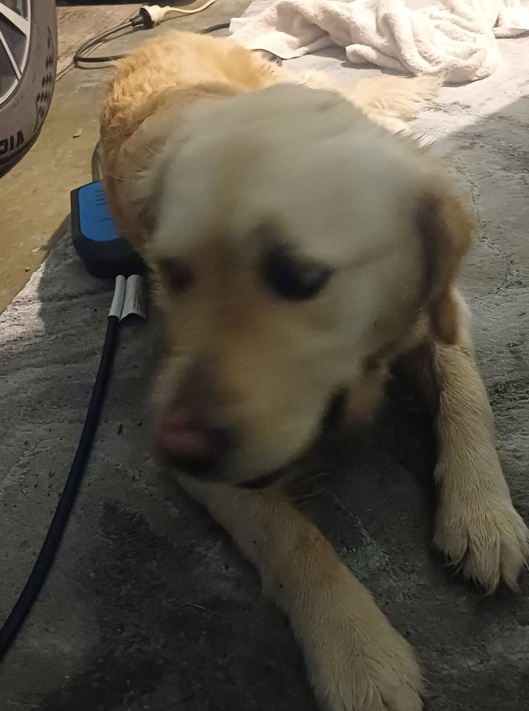 Found dog