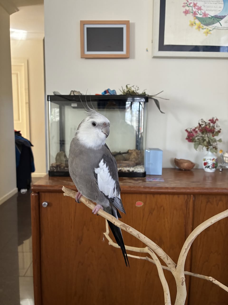 Lost bird