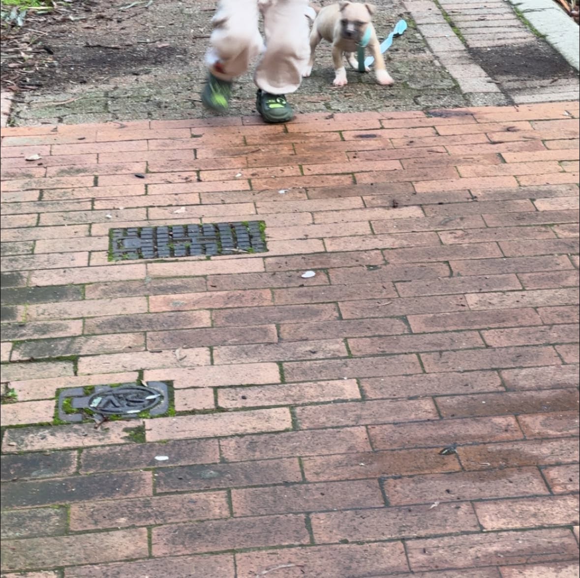 Lost Dog in O'Connor