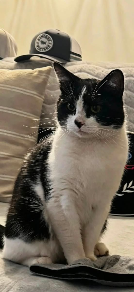 Lost cat