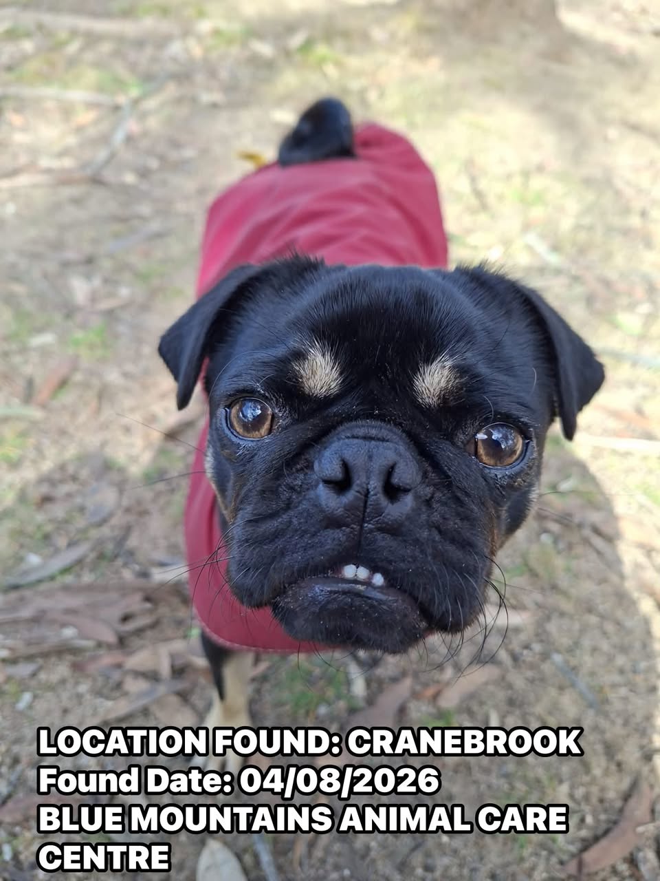 Found dog