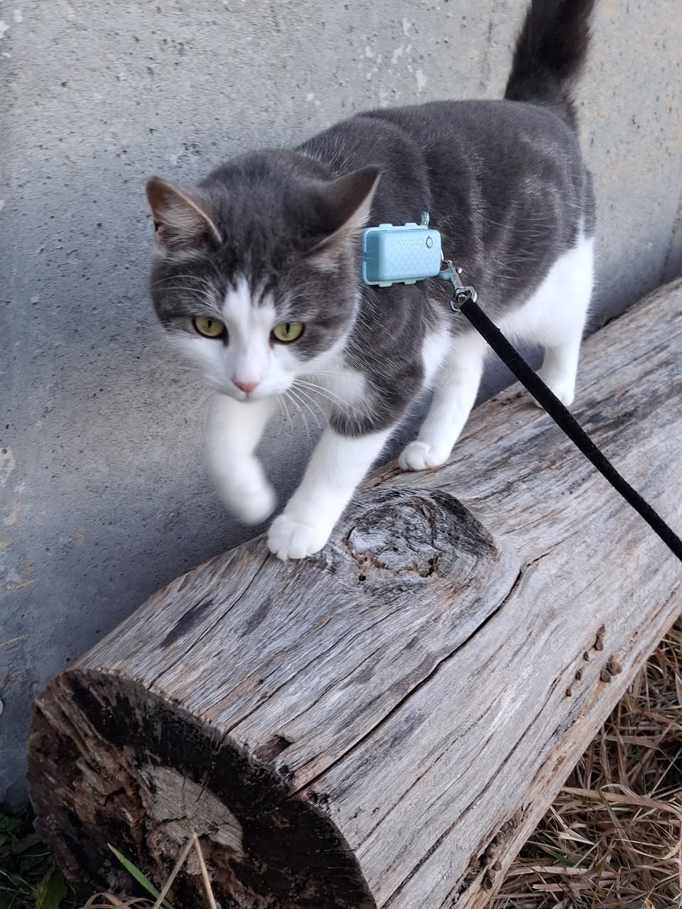 Lost Cat in Levanger
