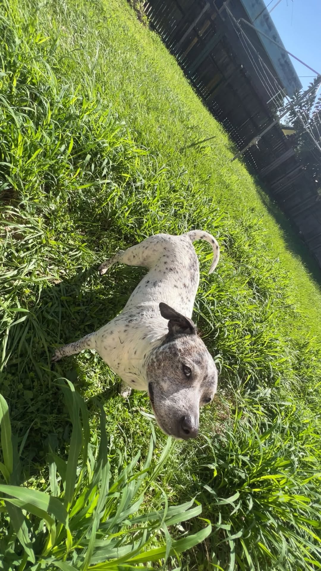 Lost dog