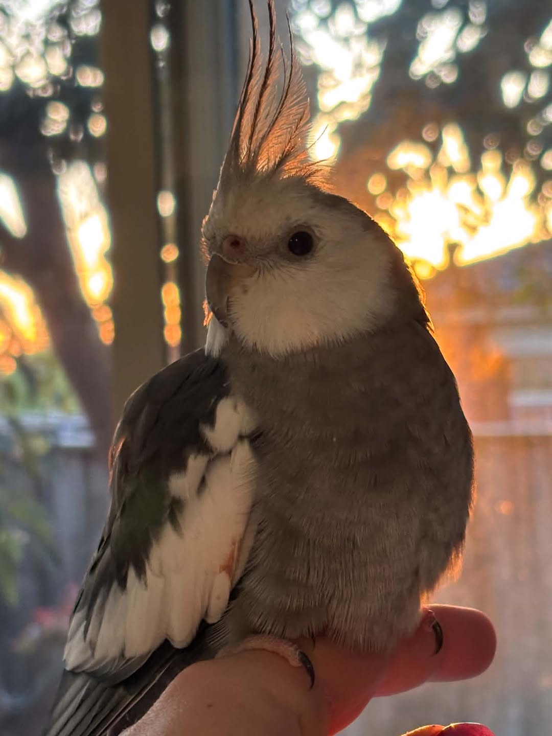 Lost bird