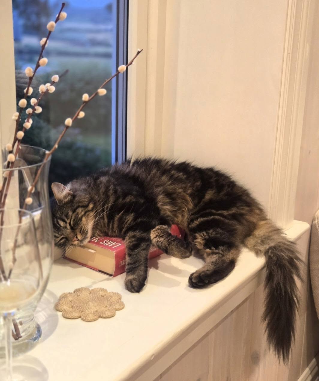 Lost Cat in Skogn