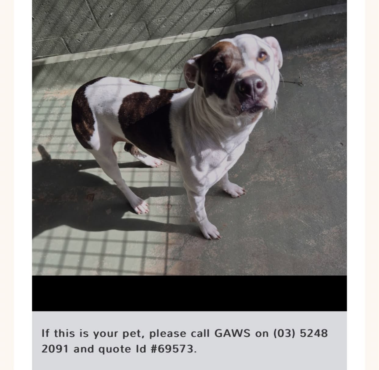 Found pet