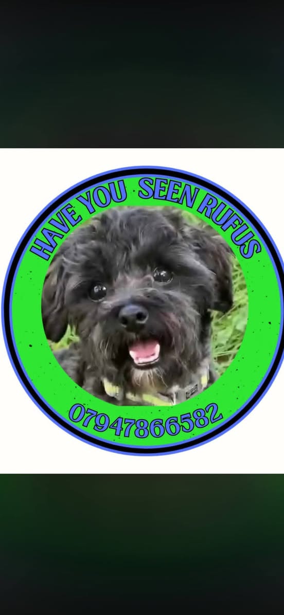 Lost Dog in Greater Manchester