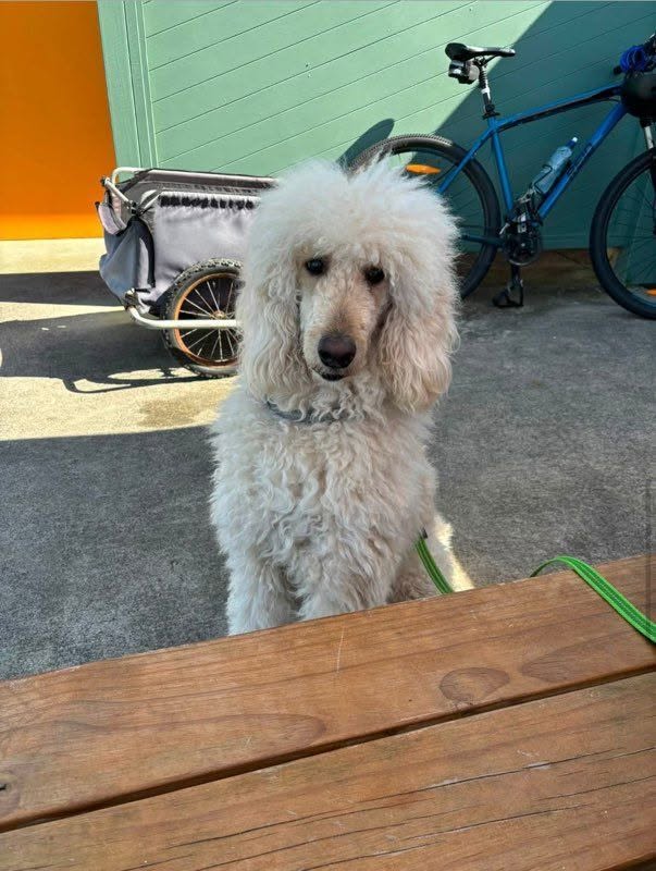 Lost Dog in New South Wales