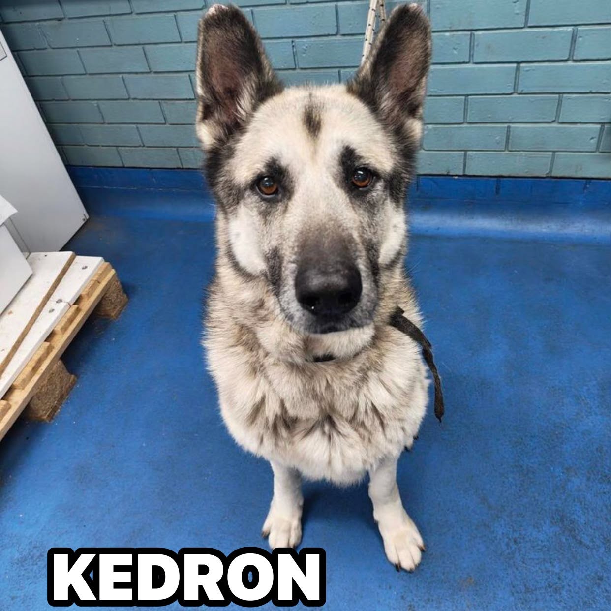 Found dog