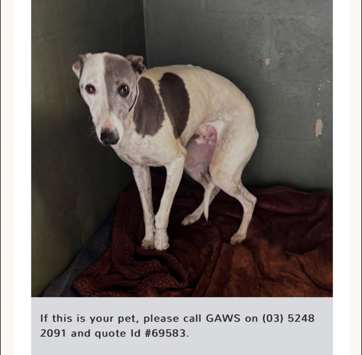 Found pet