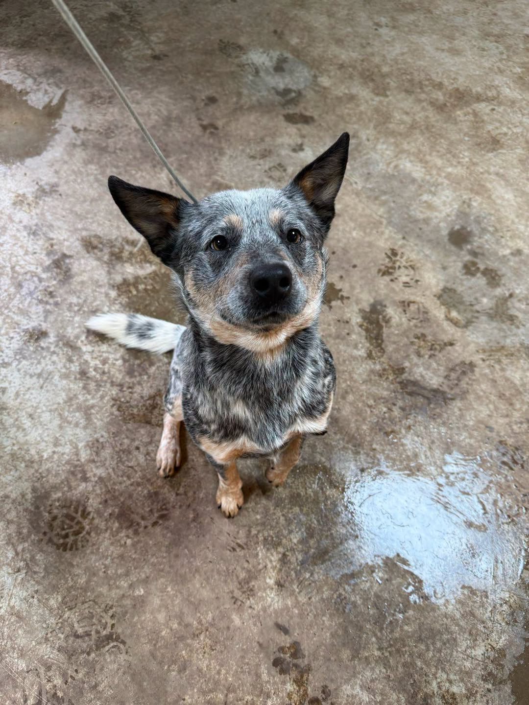 Found Dog in Kelso