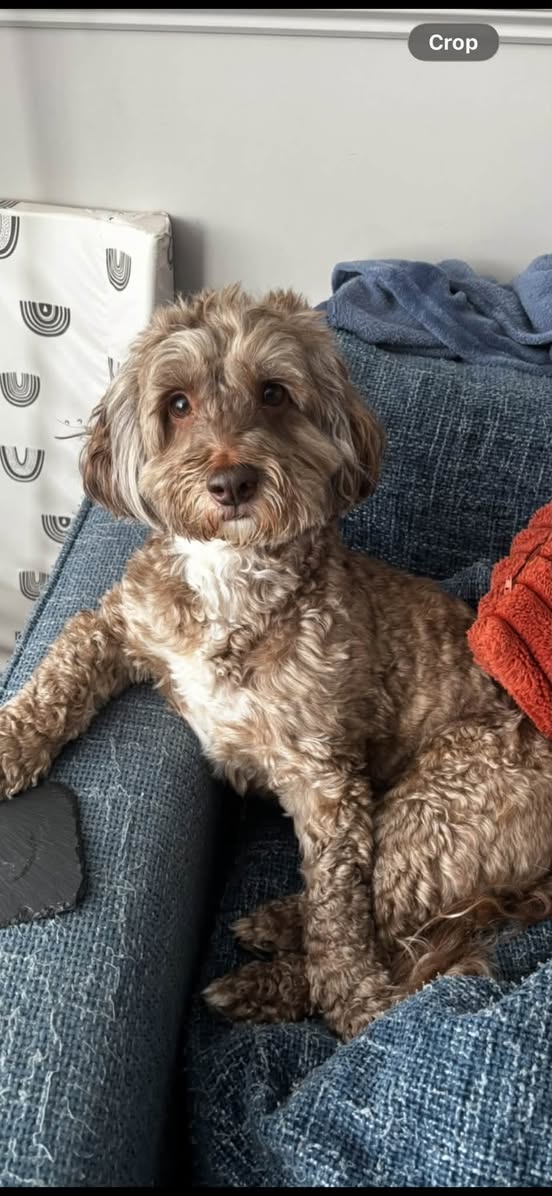 Lost Dog in Greater Manchester