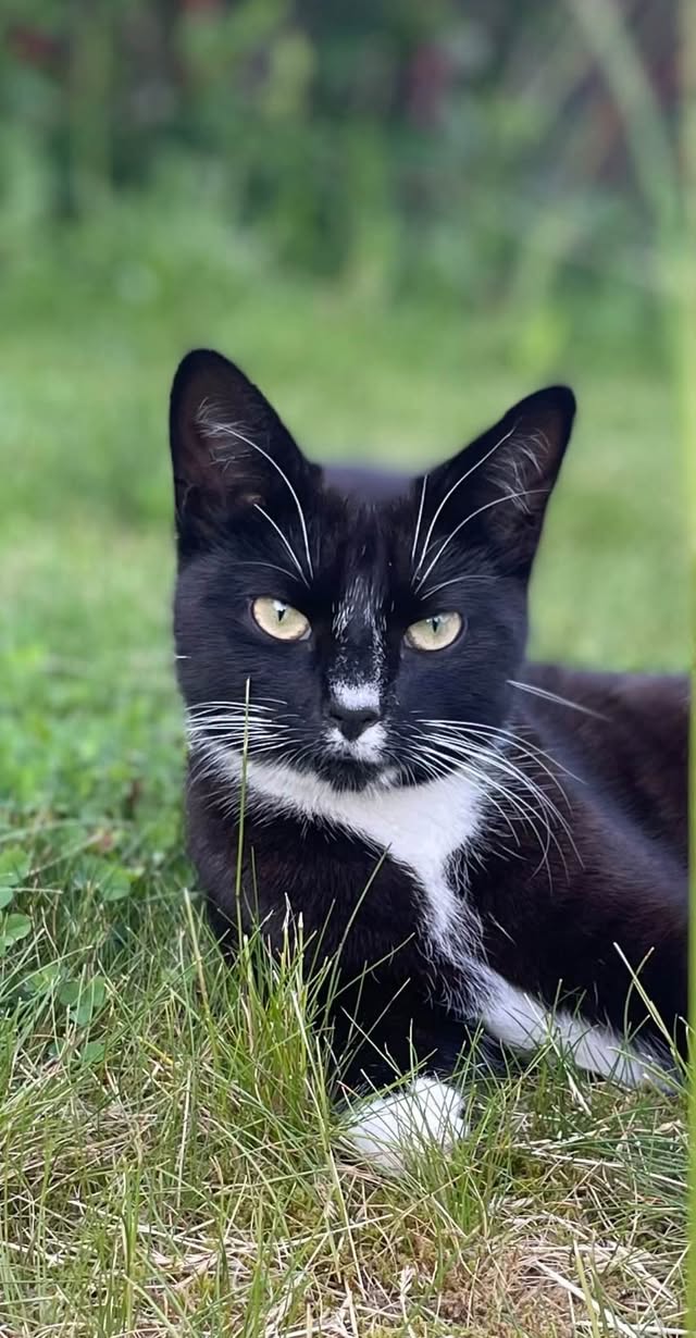 Lost cat