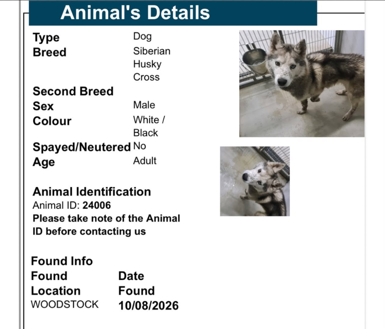 Found dog