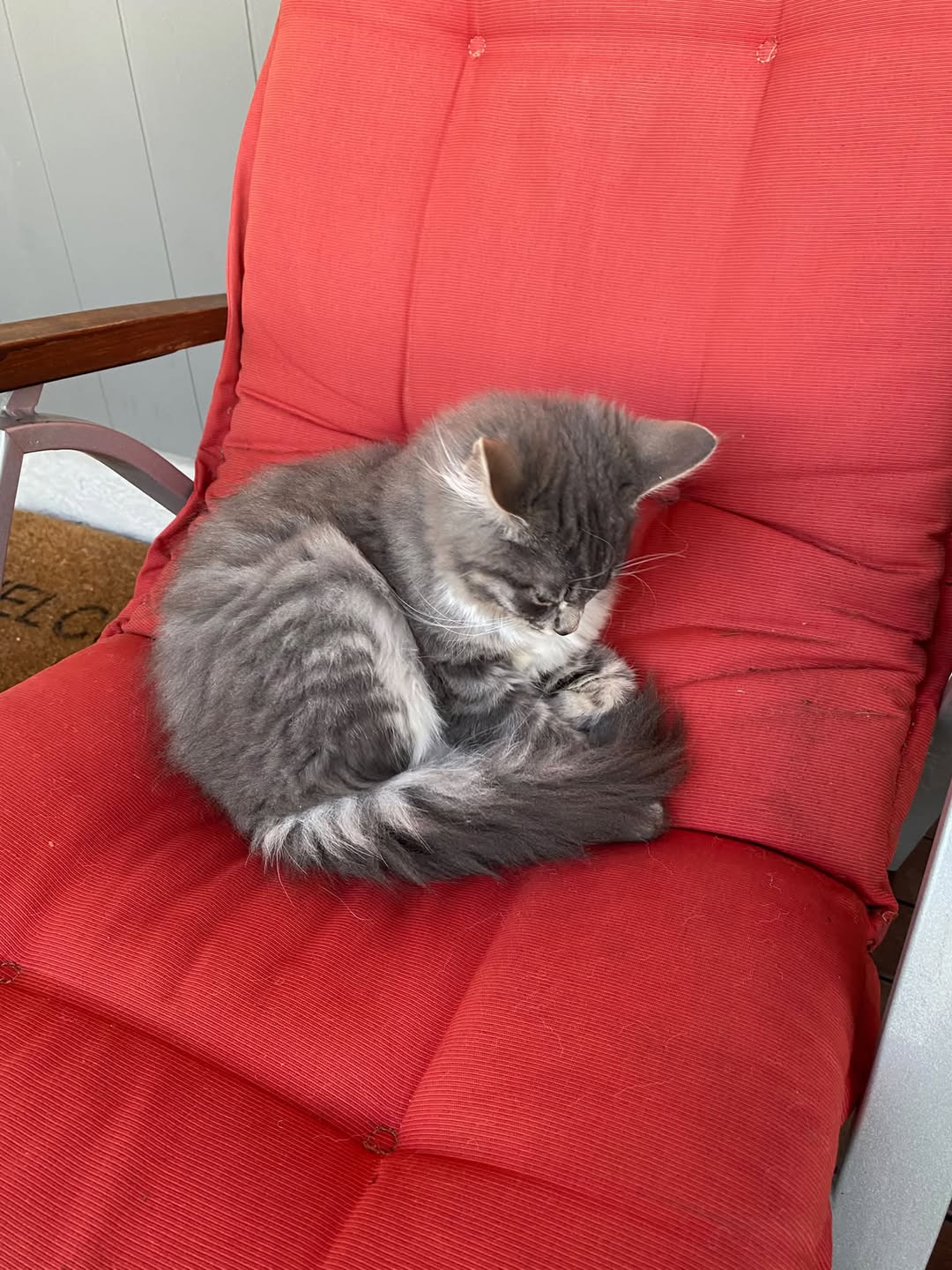 Found cat
