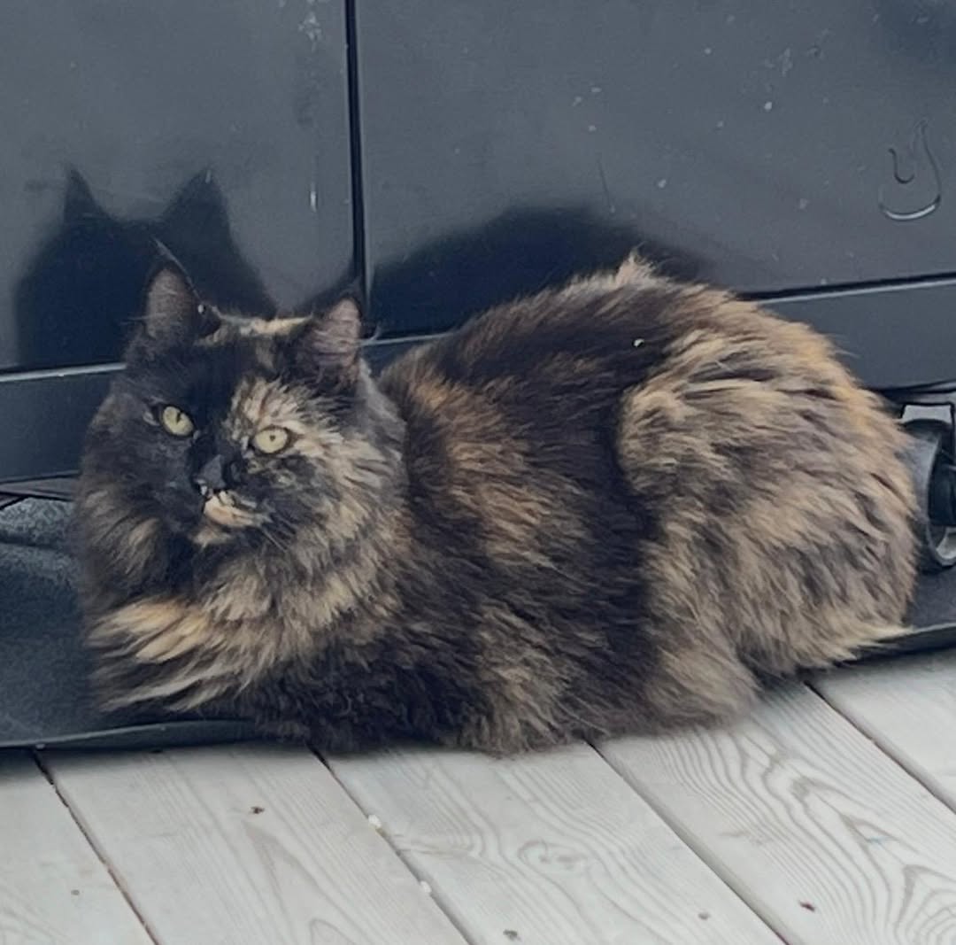 Found cat