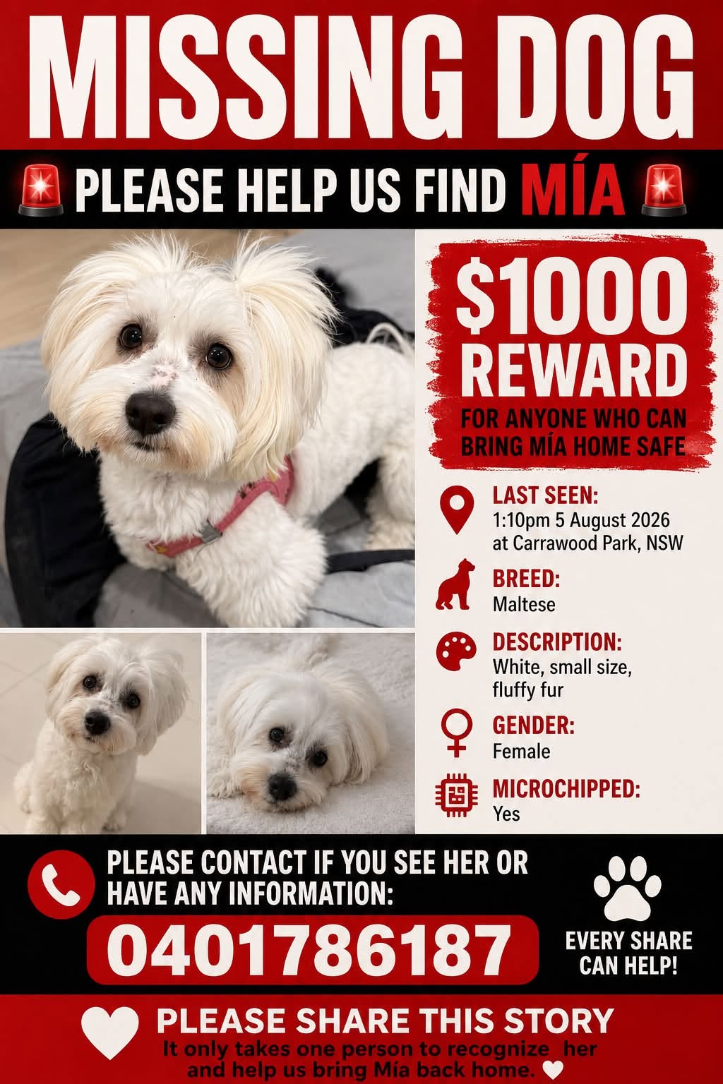 Lost Dog in NSW