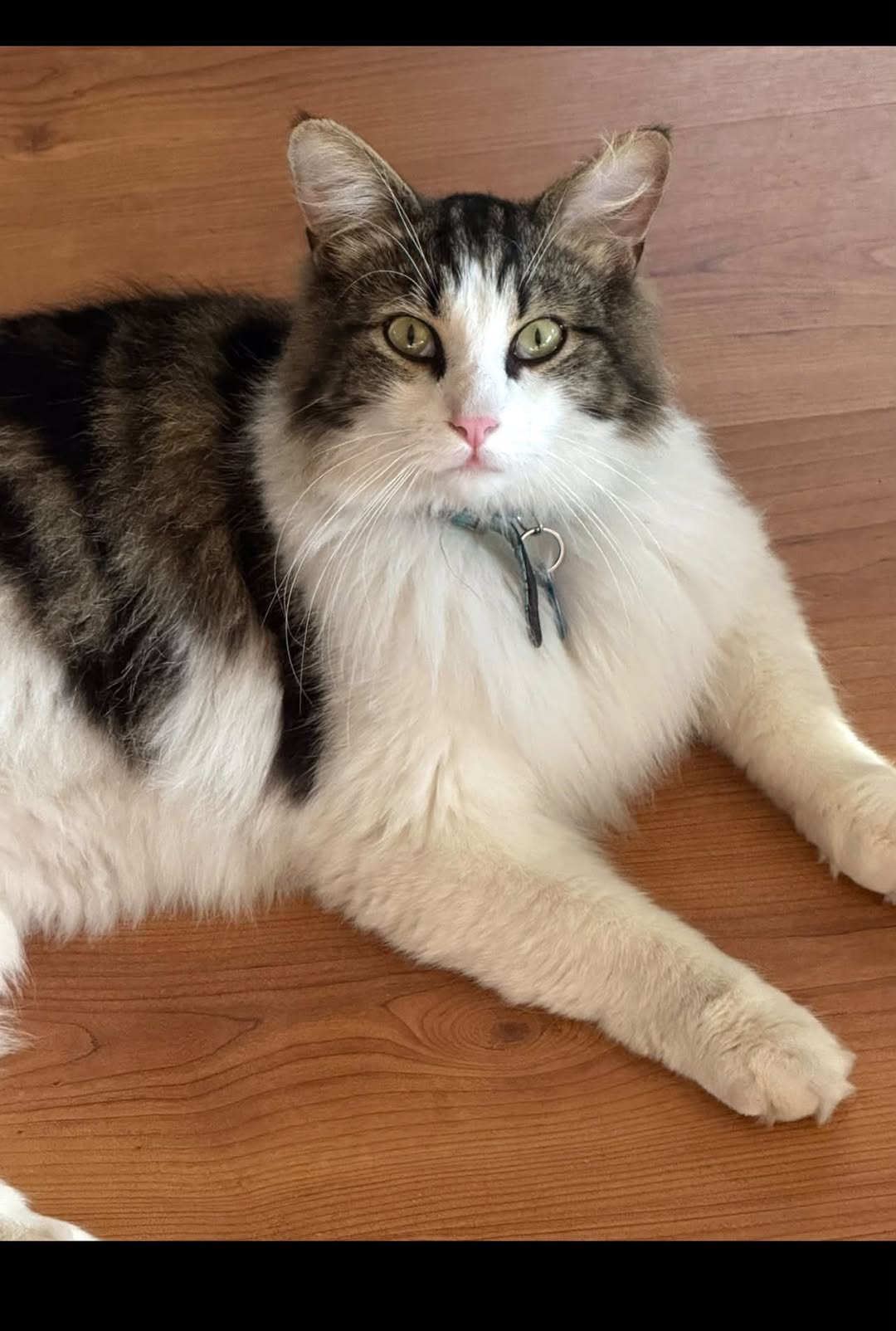 Lost cat