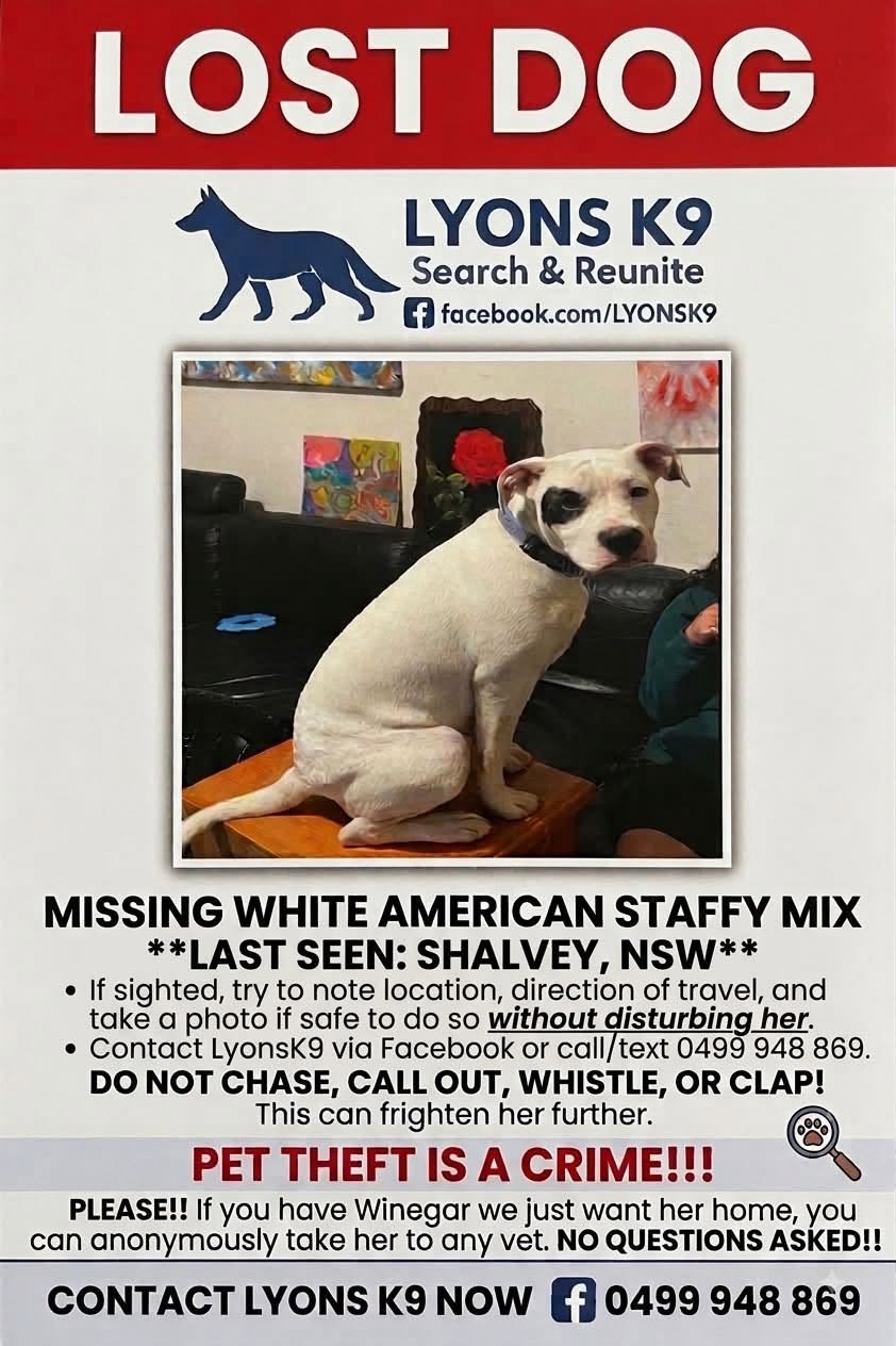 Lost dog