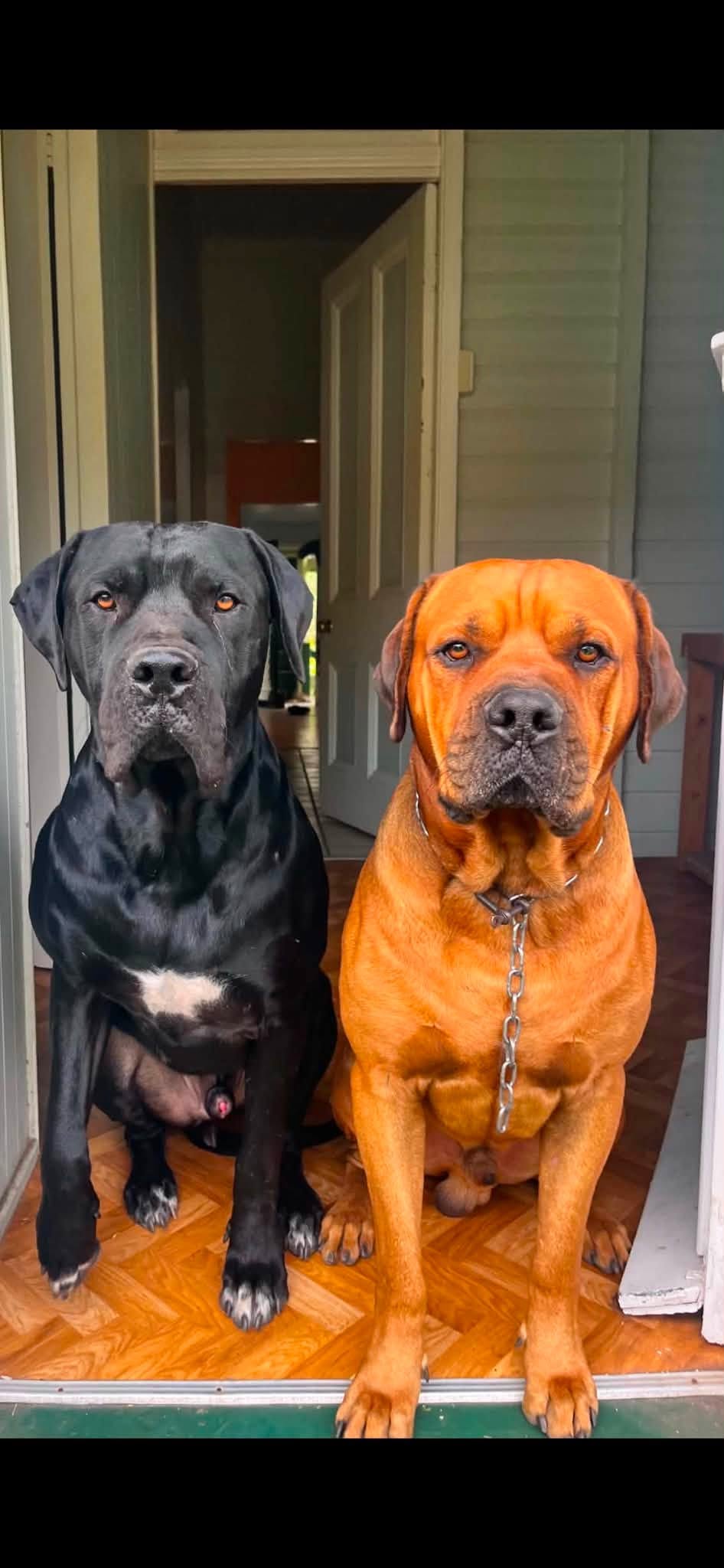 Lost Dog in Australia