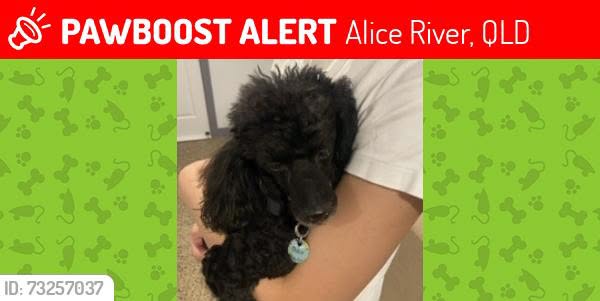Lost Dog in Alice River