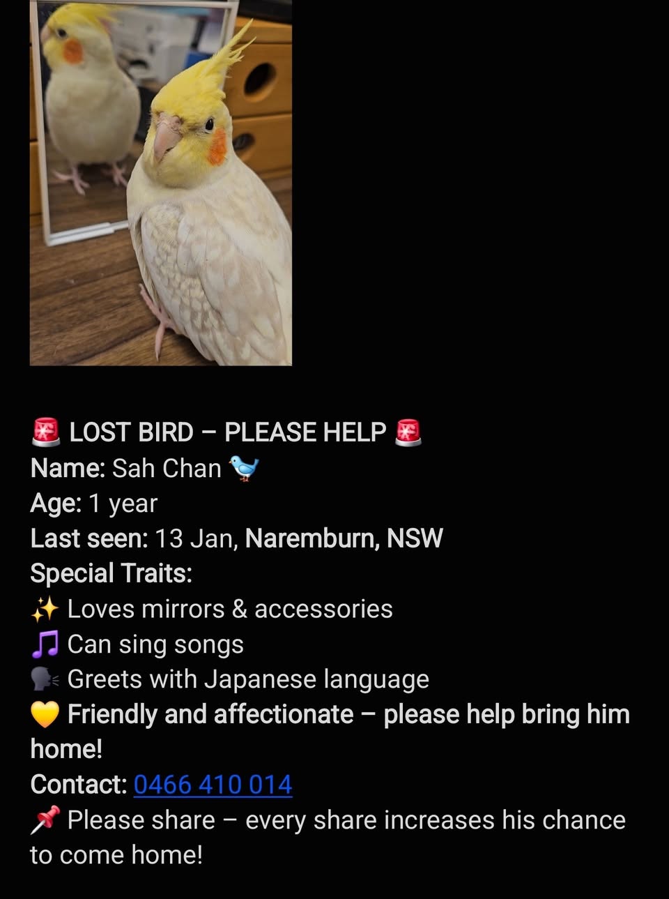 Lost bird
