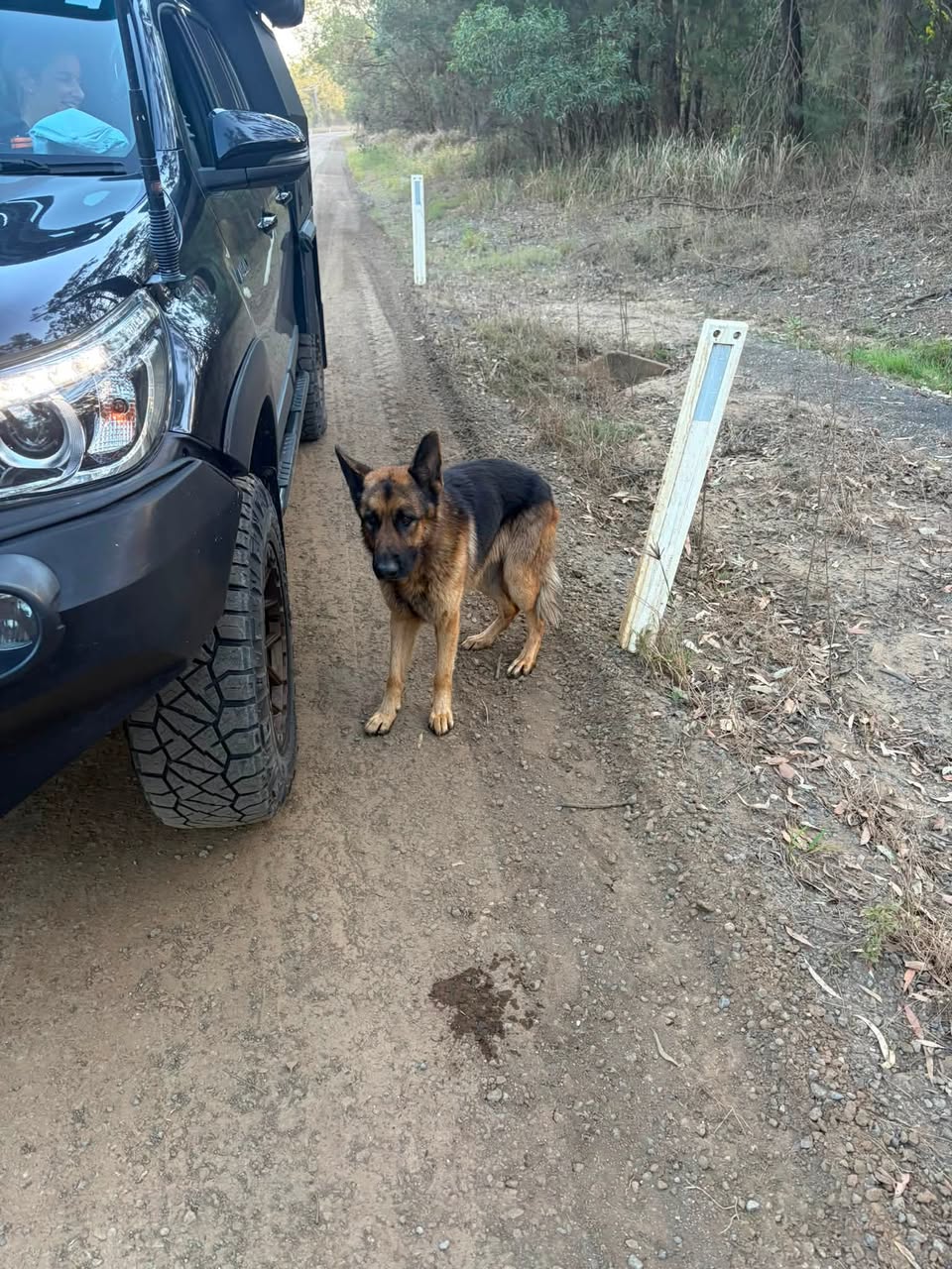 Found dog