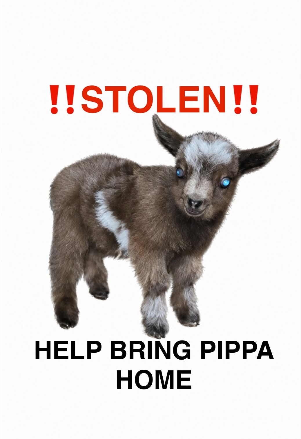 Lost goat