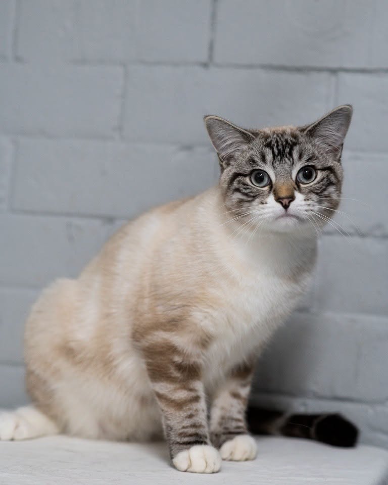 Found cat
