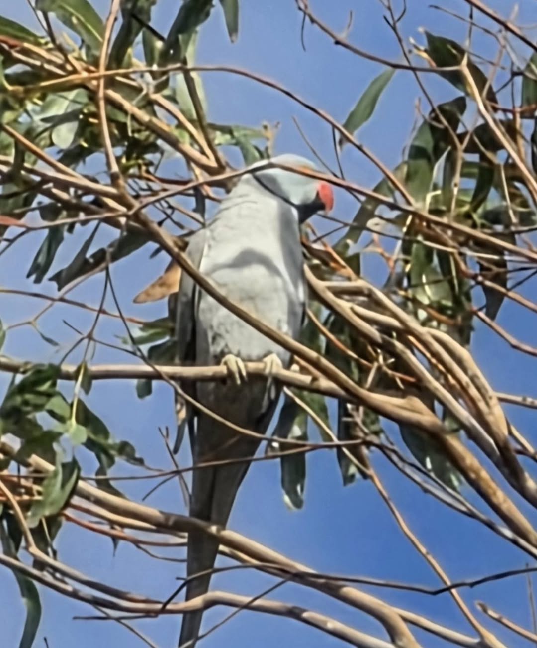 Found bird