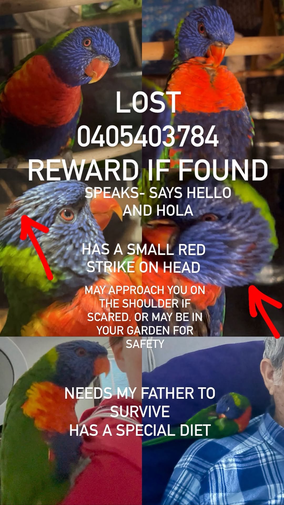 Lost Bird in Victoria