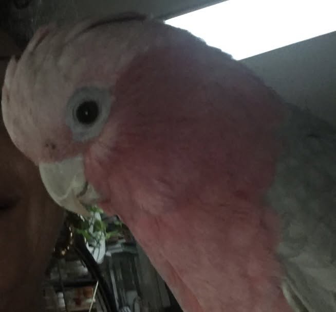 Lost Bird in Western Australia