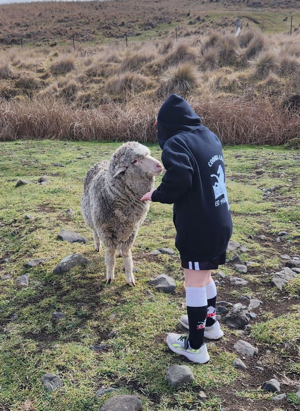 Lost Sheep in Snowy Mountains