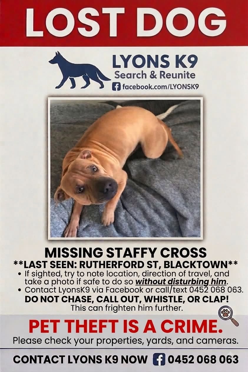 Lost Dog in Blacktown