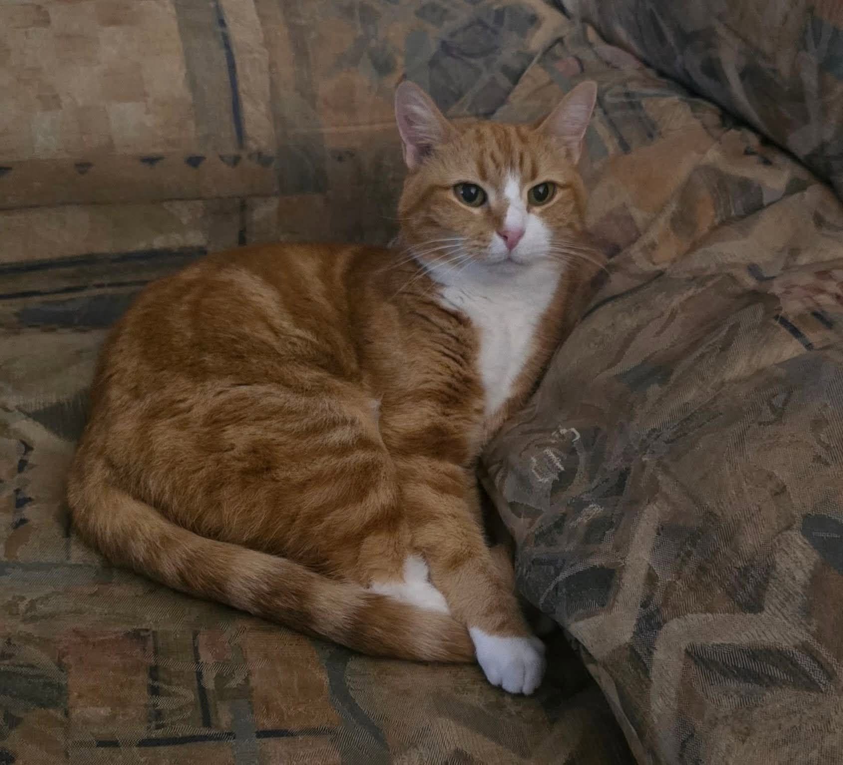 Lost Cat in Australia